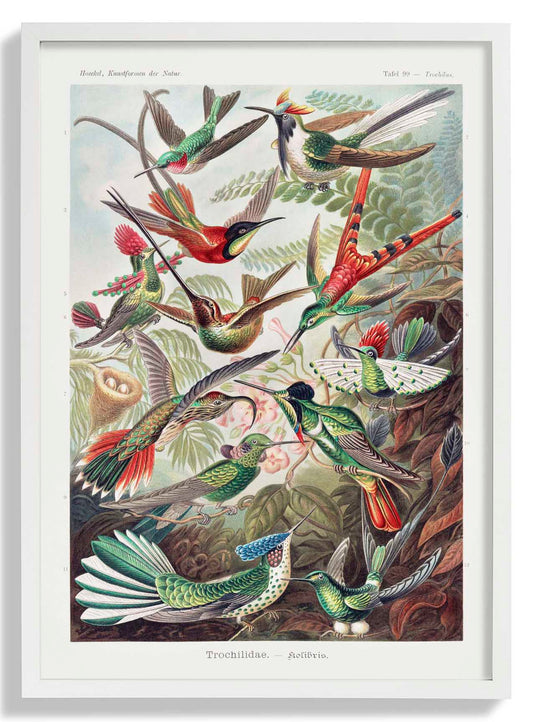 Birds of Paradise by Ernst Haeckel with a white border