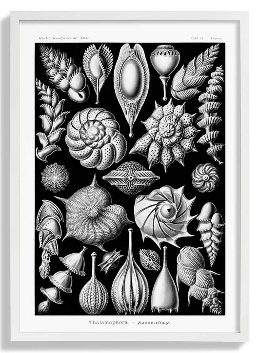 Talamophora by Ernst Haeckel