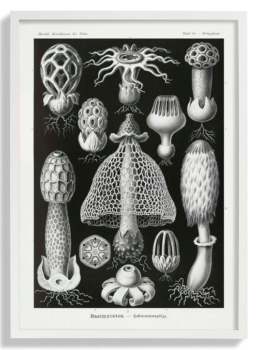 Basimycetes by Ernst Haeckel