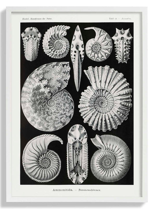 Ammonitida by Ernst Haeckel