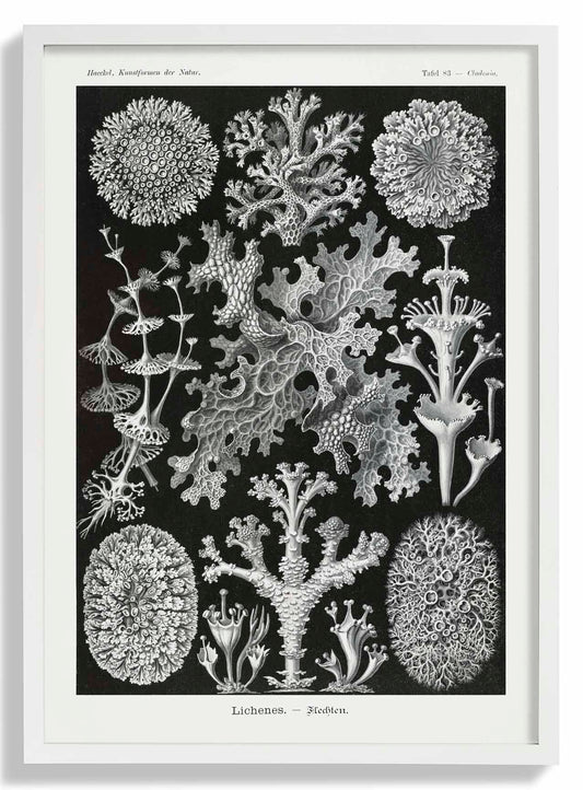 Lichenes by Ernst Haeckel