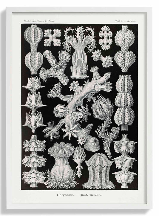 Gorgonida by Ernst Haeckel