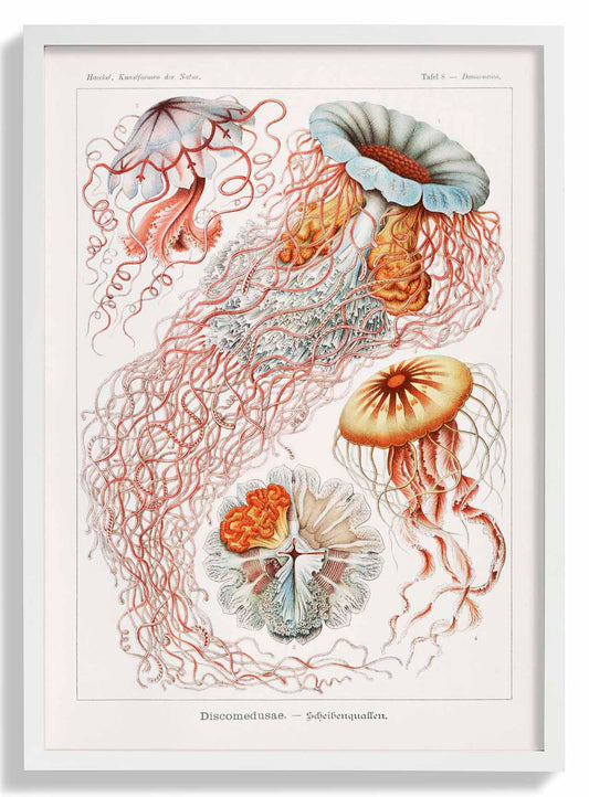 Discomedusae III by Ernst Haeckel