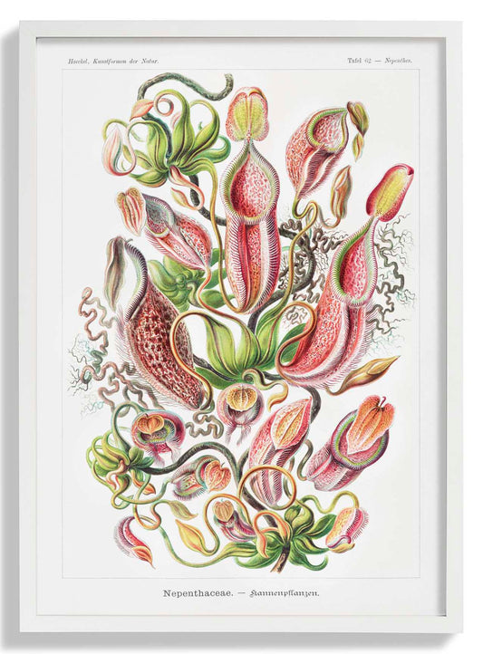 Nepenthaceae by Ernst Haeckel
