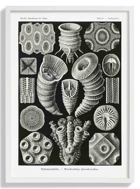 Tetracoralla by Ernst Haeckel