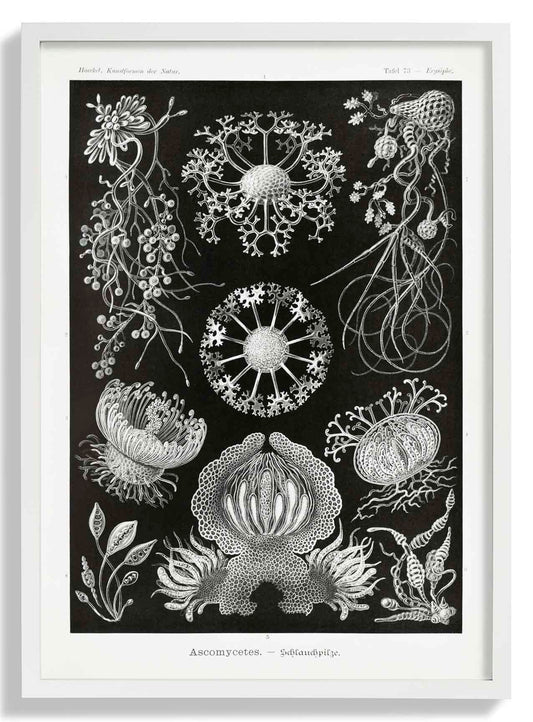 Ascomycetes by Ernst Haeckel