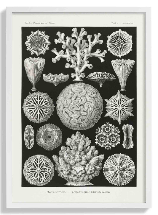 Hexacoralla II by Ernst Haeckel