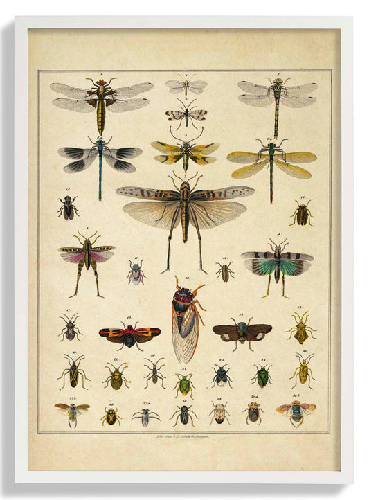 Insects by Oken