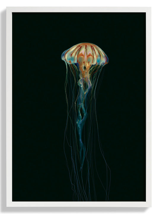 Mystic Phantom Jellyfish by Julia Charlott