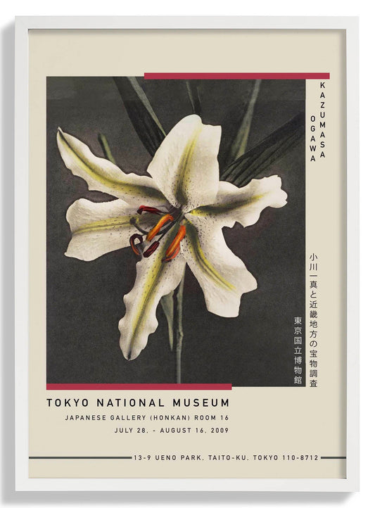White Lily in the Dark by Kazumasa Exhibition