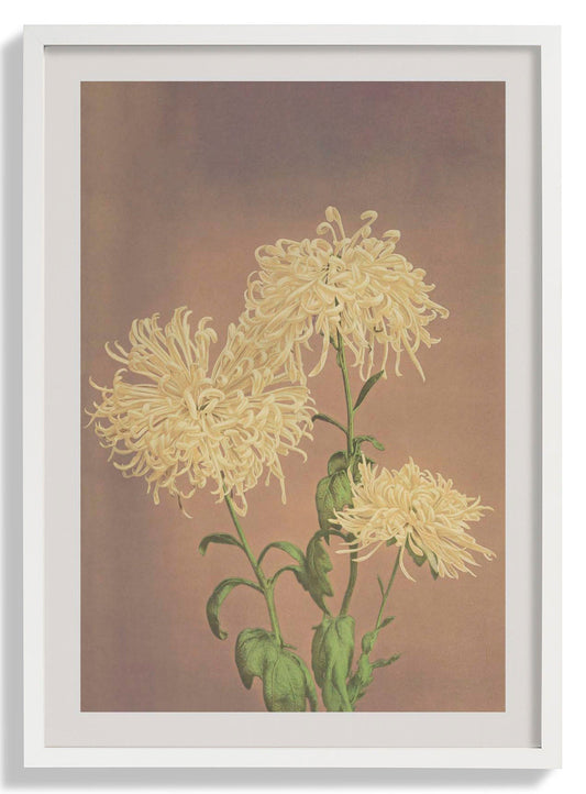 Three Yellow Chrysanthemum by Ogawa Kazumasa