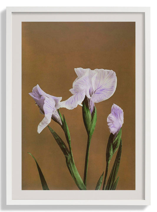 Three Iris Kæmpferi by Ogawa Kazumasa
