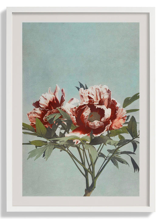 Tree Red Peony by Ogawa Kazumasa