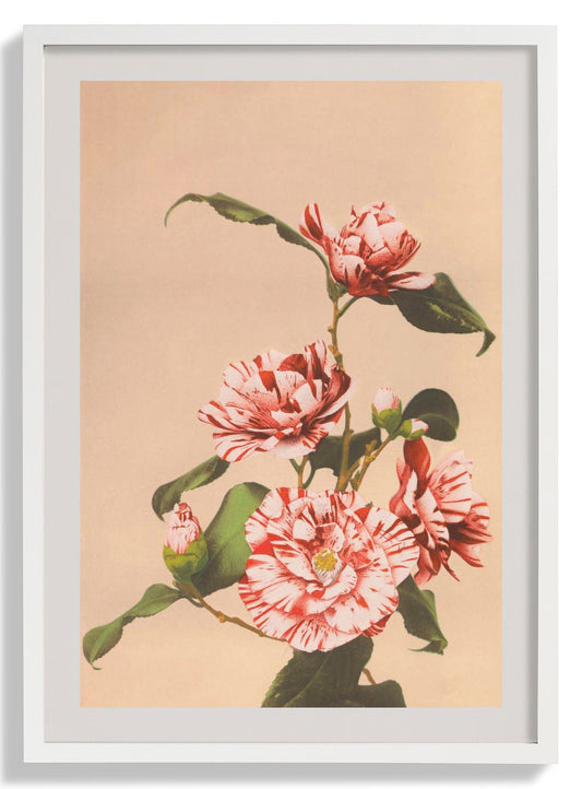 Striped Camellias by Ogawa Kazumasa