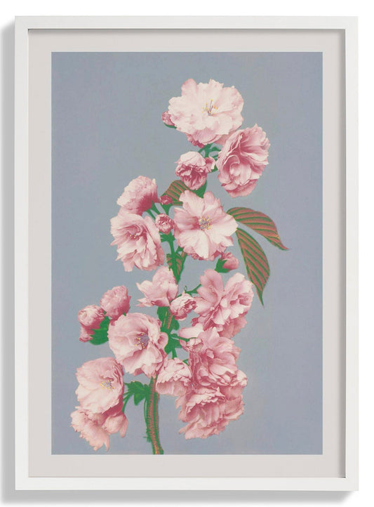 Cherry Blossom by Ogawa Kazumasa