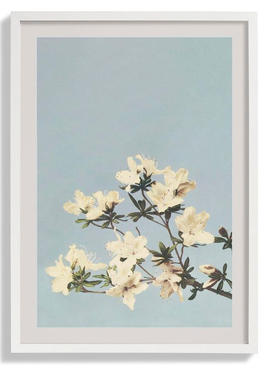 Japanese Azaleas by Ogawa Kazumasa