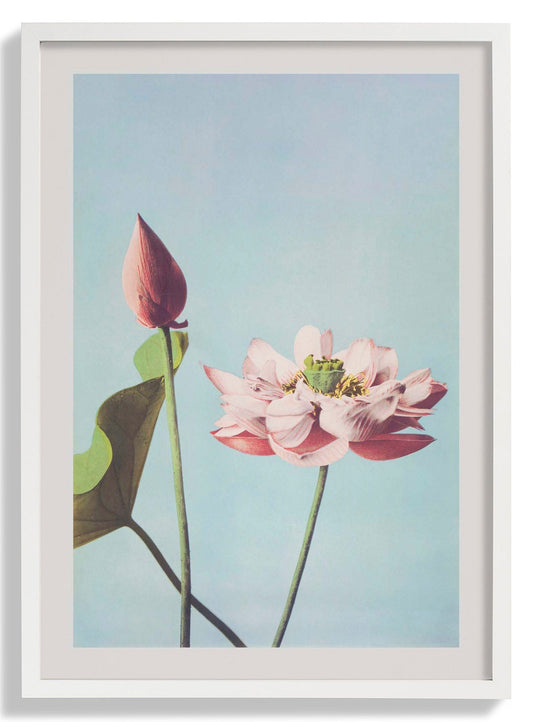 Lotus Flower by Ogawa Kazumasa