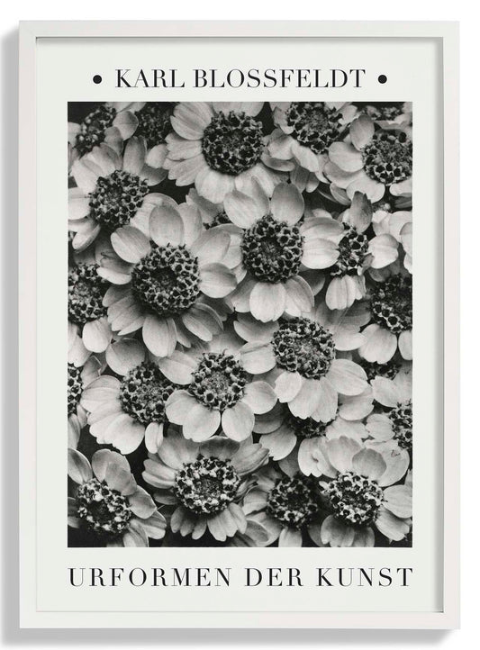 Karl Blossfeldt Photogravure Nr 2