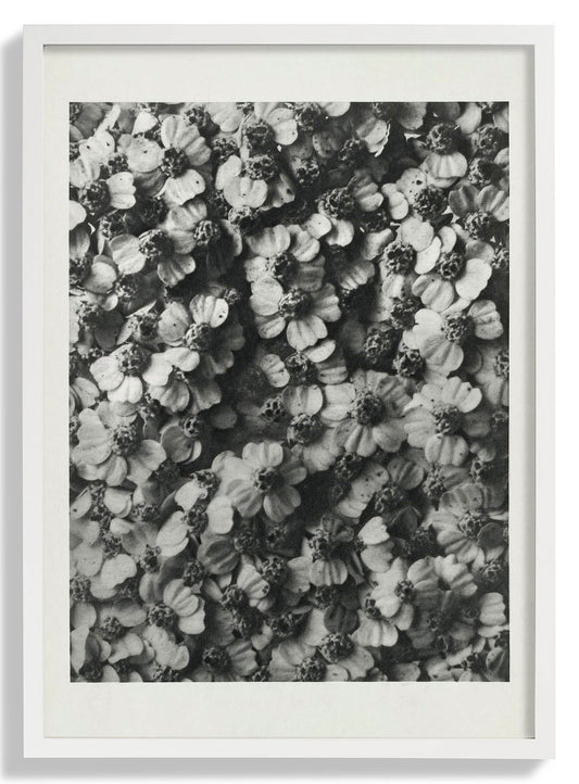 Karl Blossfeldt Photogravure Nr 68