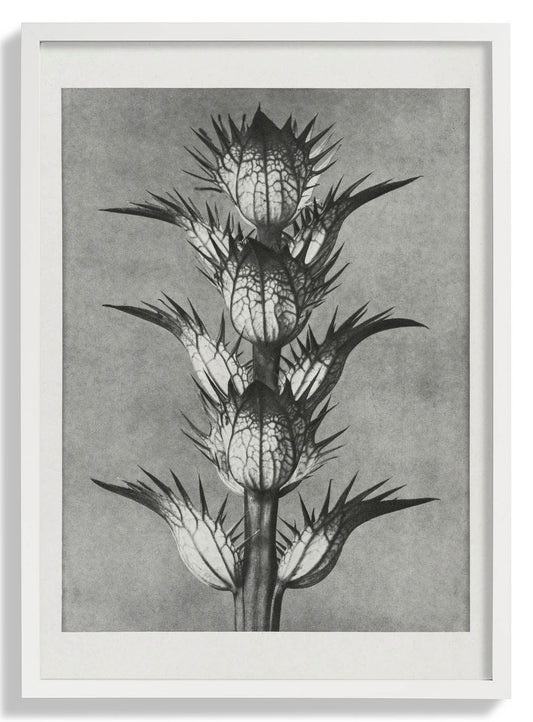 Karl Blossfeldt Photogravure Nr 101