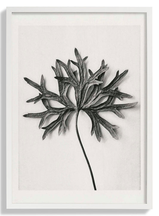 Karl Blossfeldt Photogravure Nr 103