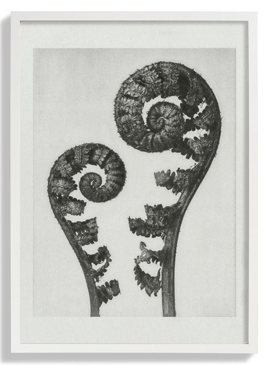 Karl Blossfeldt Photogravure Nr 109