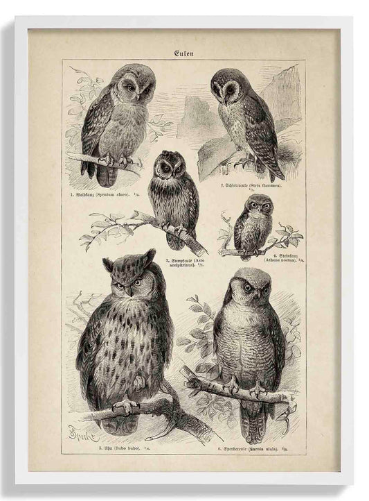 Antique Owl