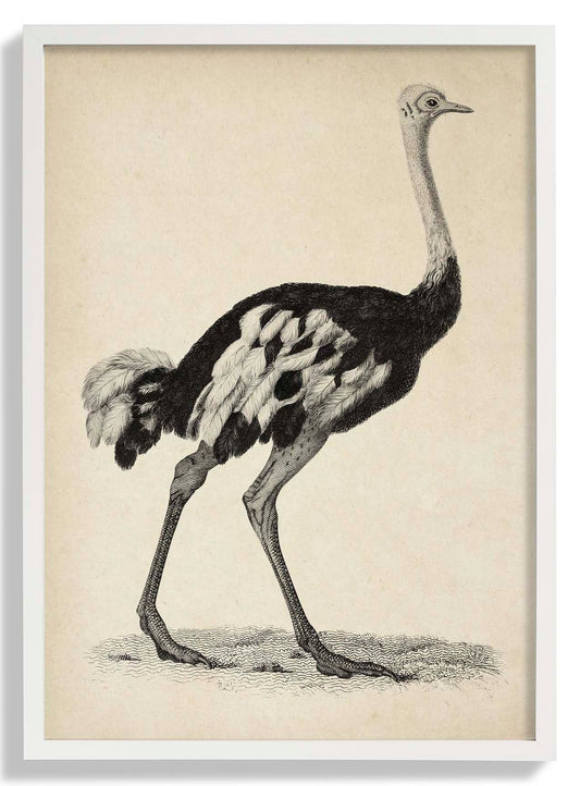 Antique Ostrich