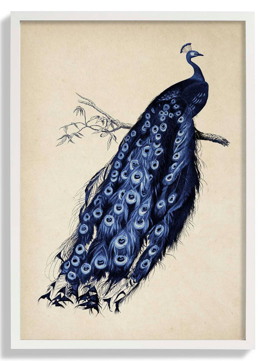 Antique Blue Peacock