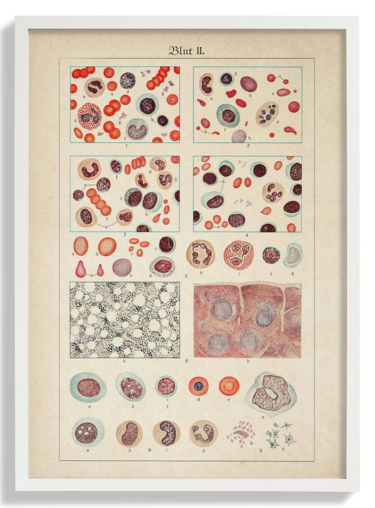 Antique Blood Cells