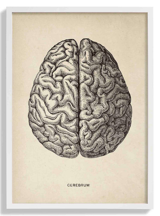 Antique Brain