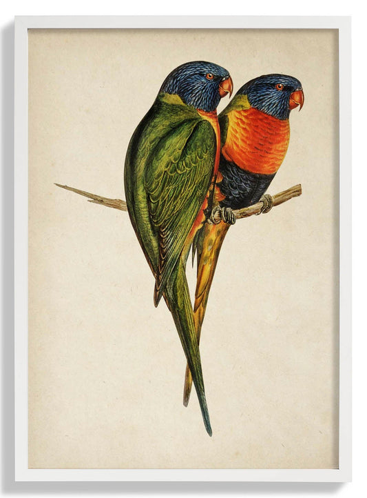 Antique Colorful Parrots