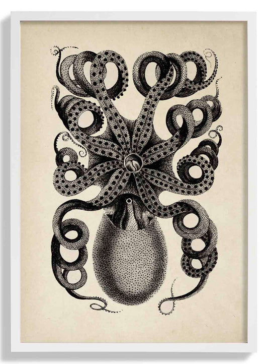 Antique Octopus I