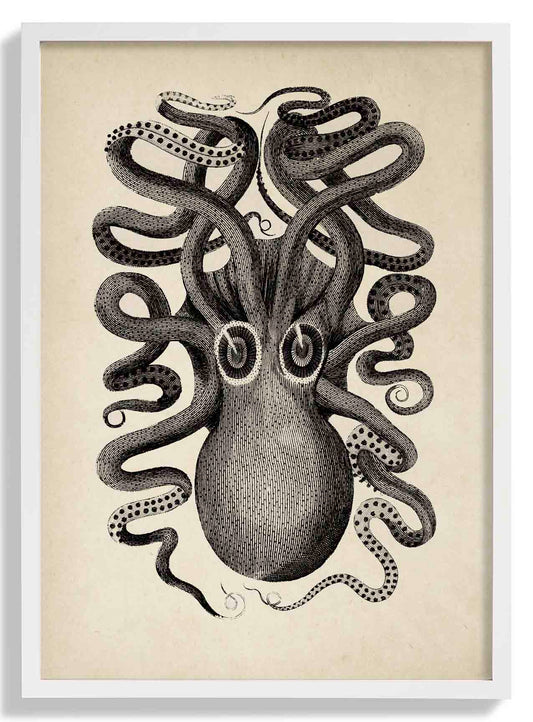 Antique Octopus II