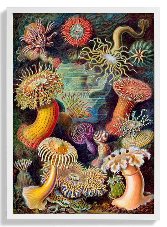 Anemones by Ernst Haeckel