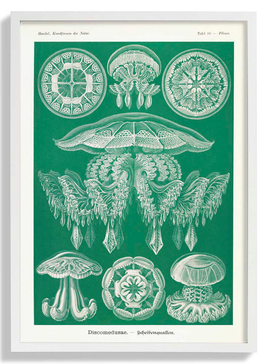 Discomedusae Green Jellyfish by Ernst Haeckel with borders