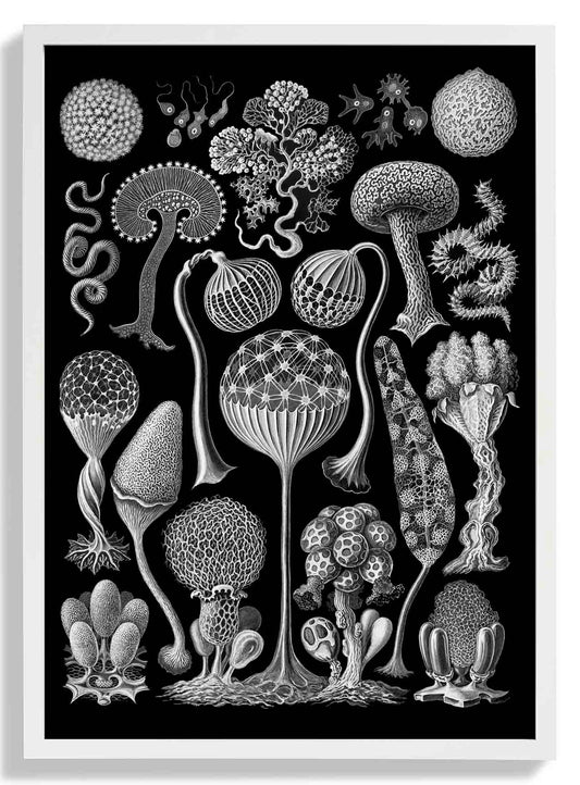 Mycetozoa by Ernest Haeckel