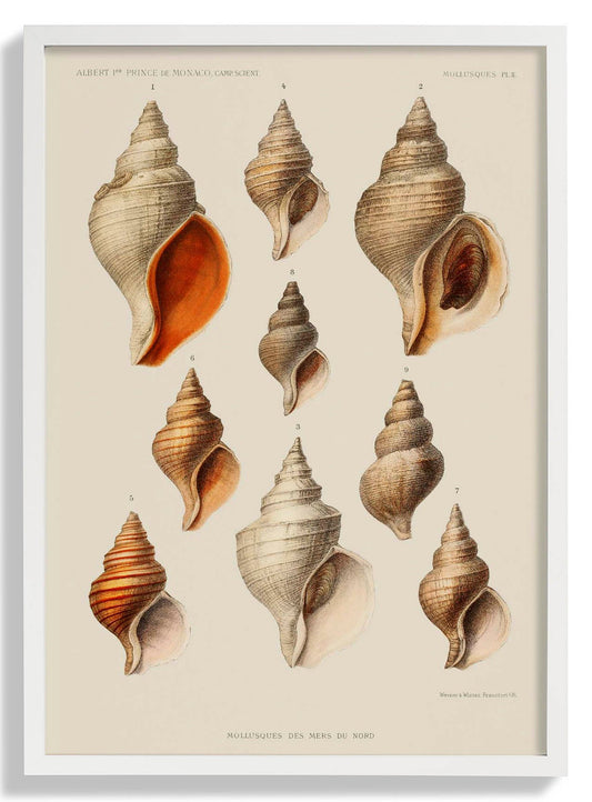 Muscheln Muscheln Mollusken Chart Poster