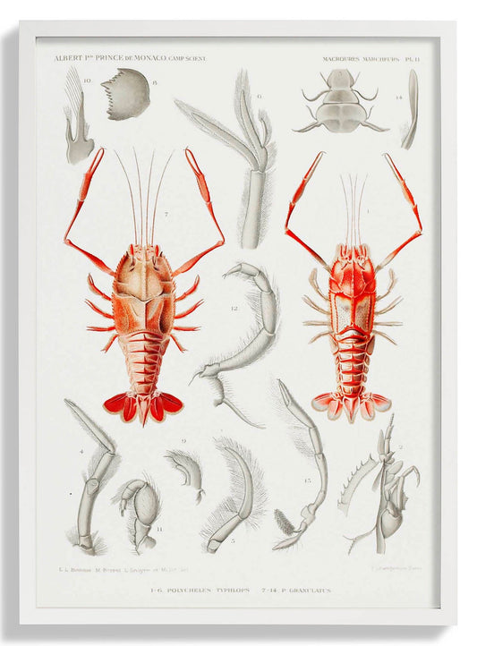 Shrimps Organe Poster