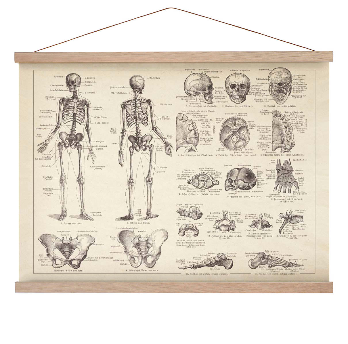 Anatomie des menschlichen Skeletts