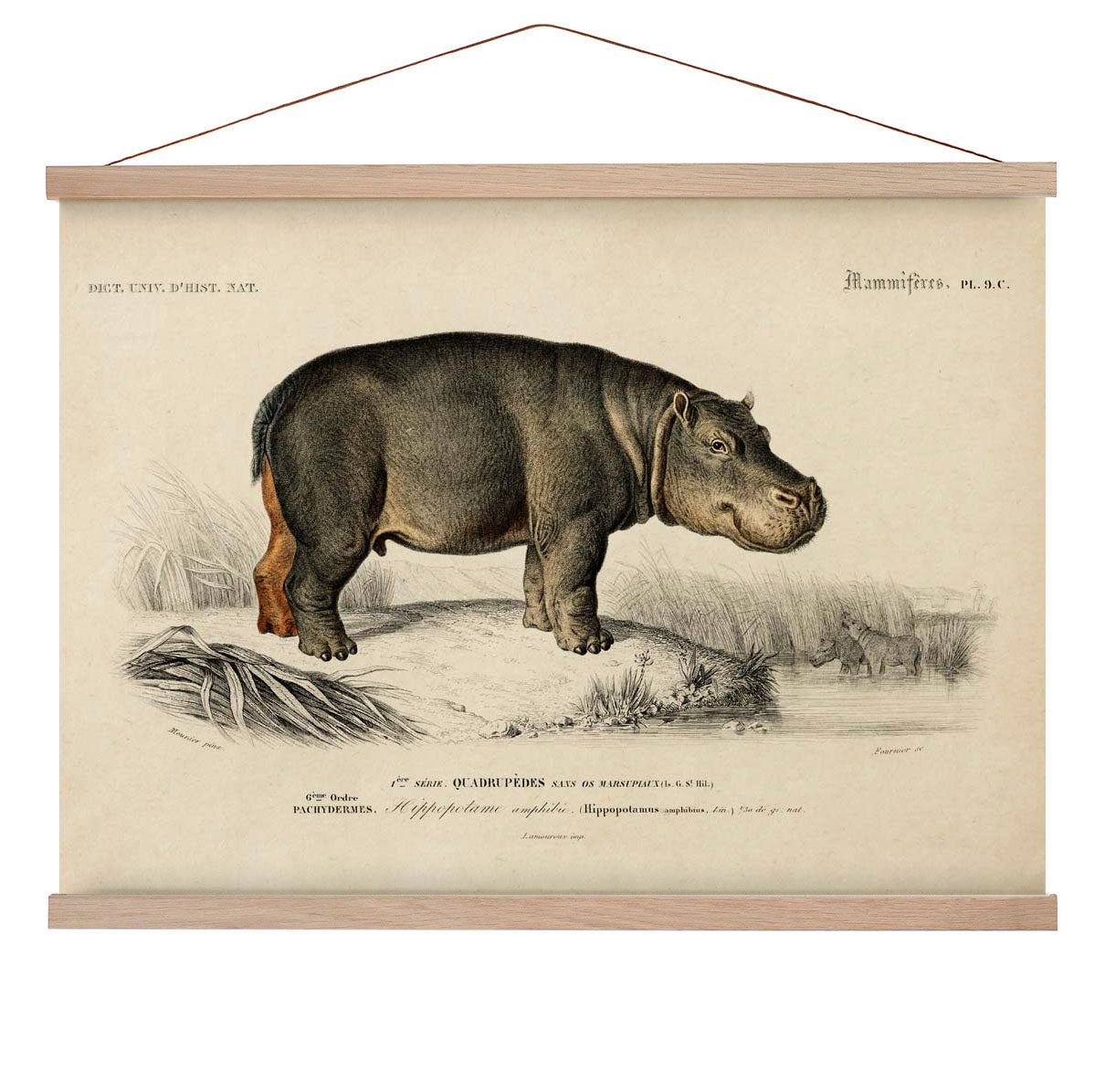 Nilpferd Tier Illustration