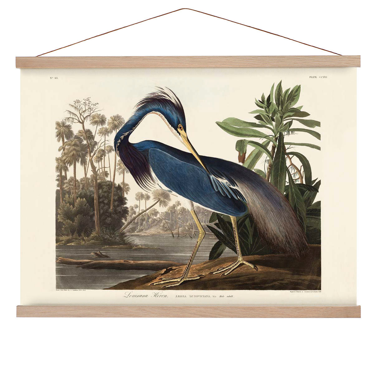 Louisiana Reiher Vogel Poster