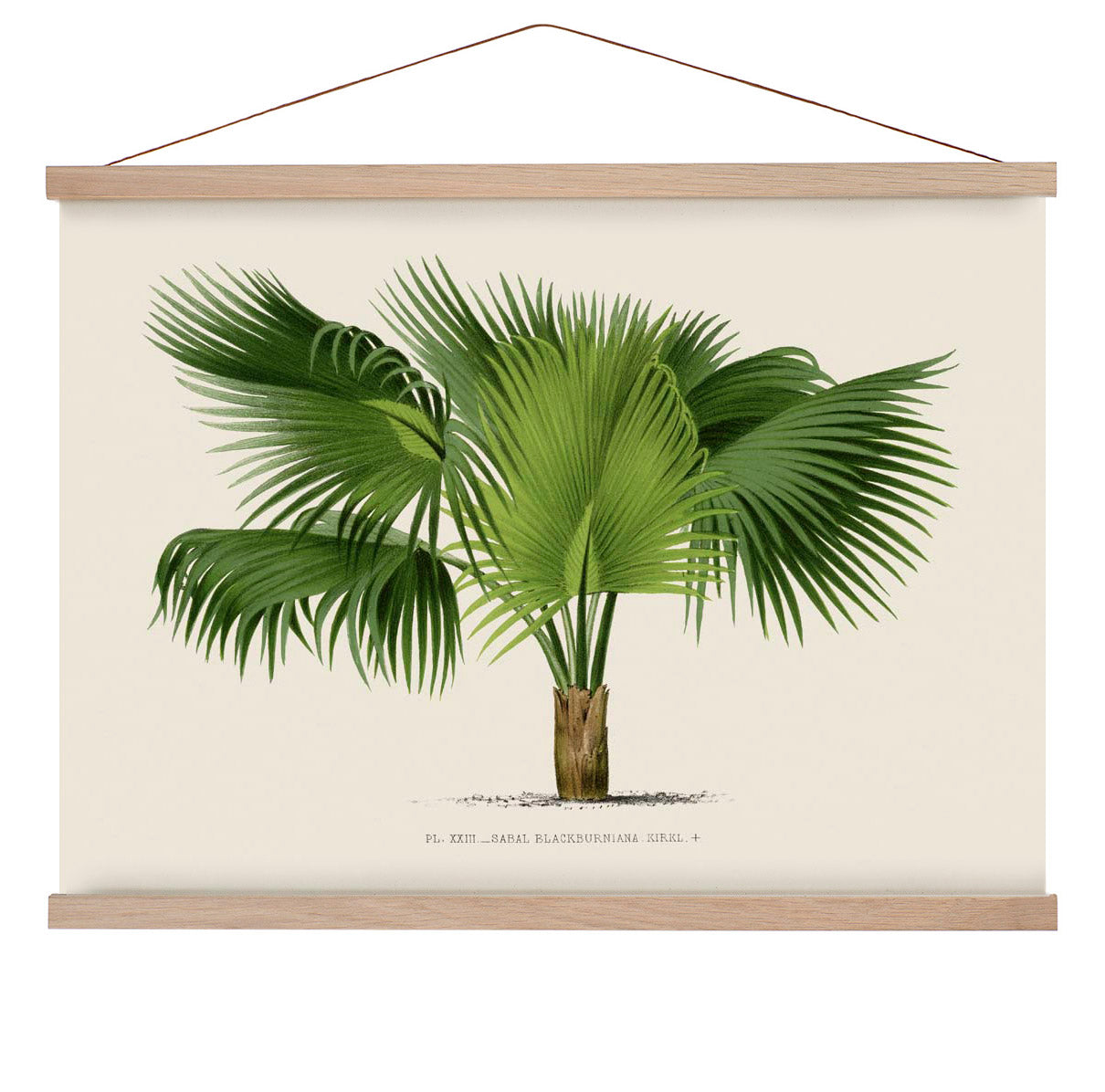 Sabal Blackburniana Palm Tree Kunstdruck