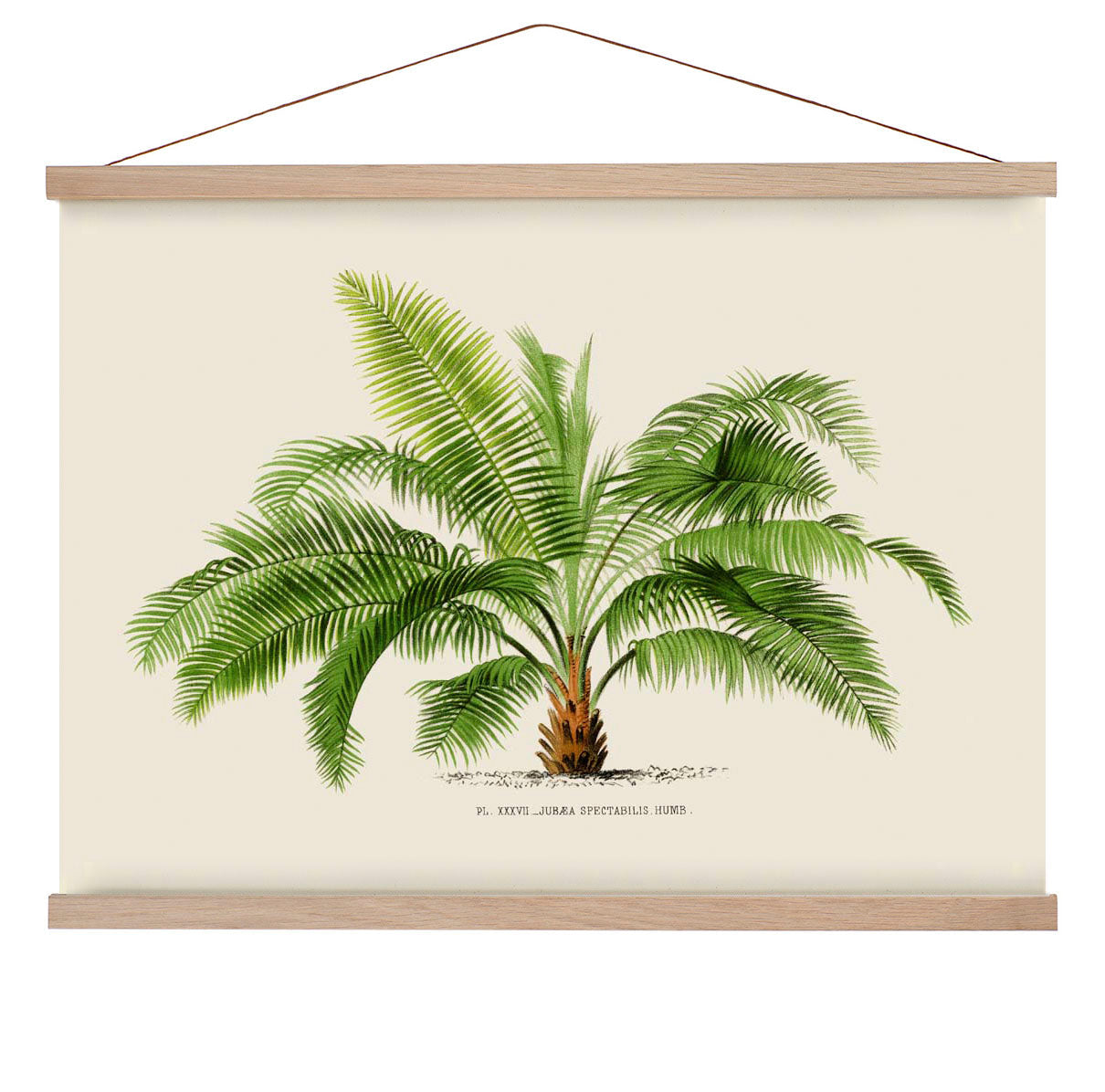 Jubaea Spectabilis Palm Tree Kunstdruck