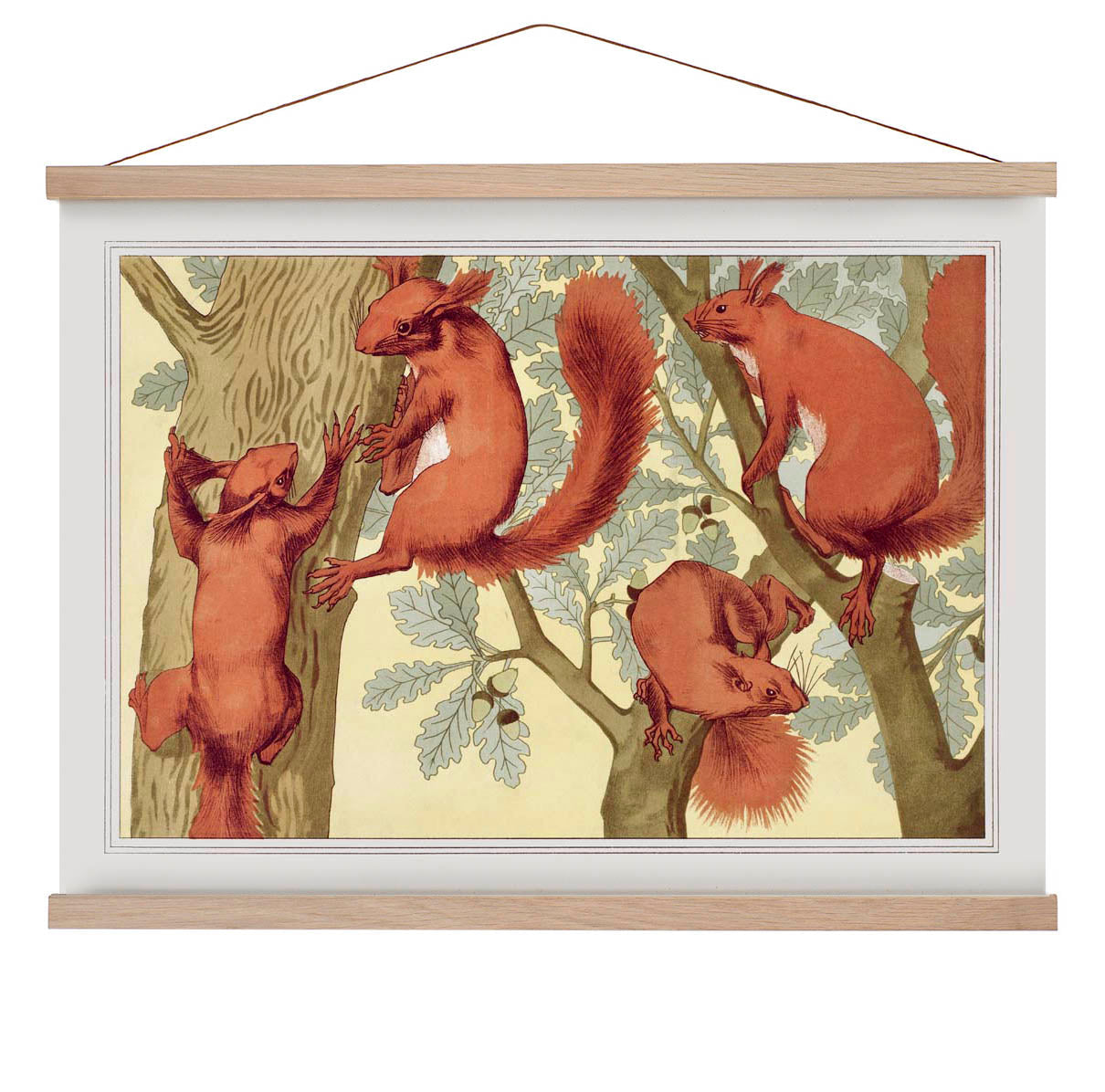 Eichhörnchen Poster