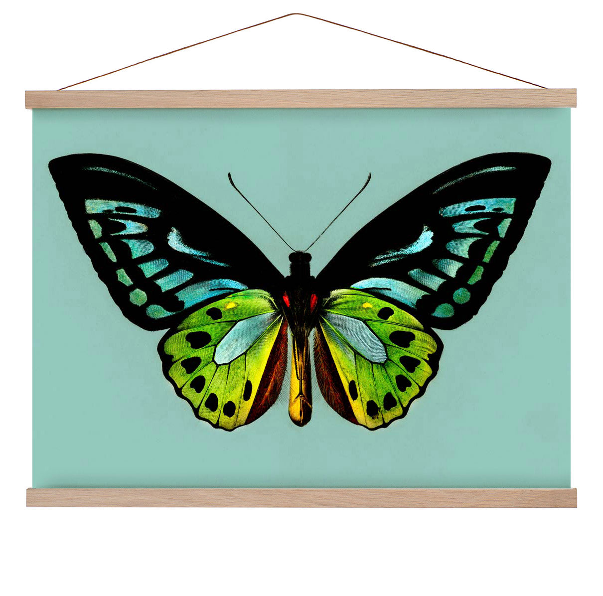 Grüner Vogelschwingenfalter