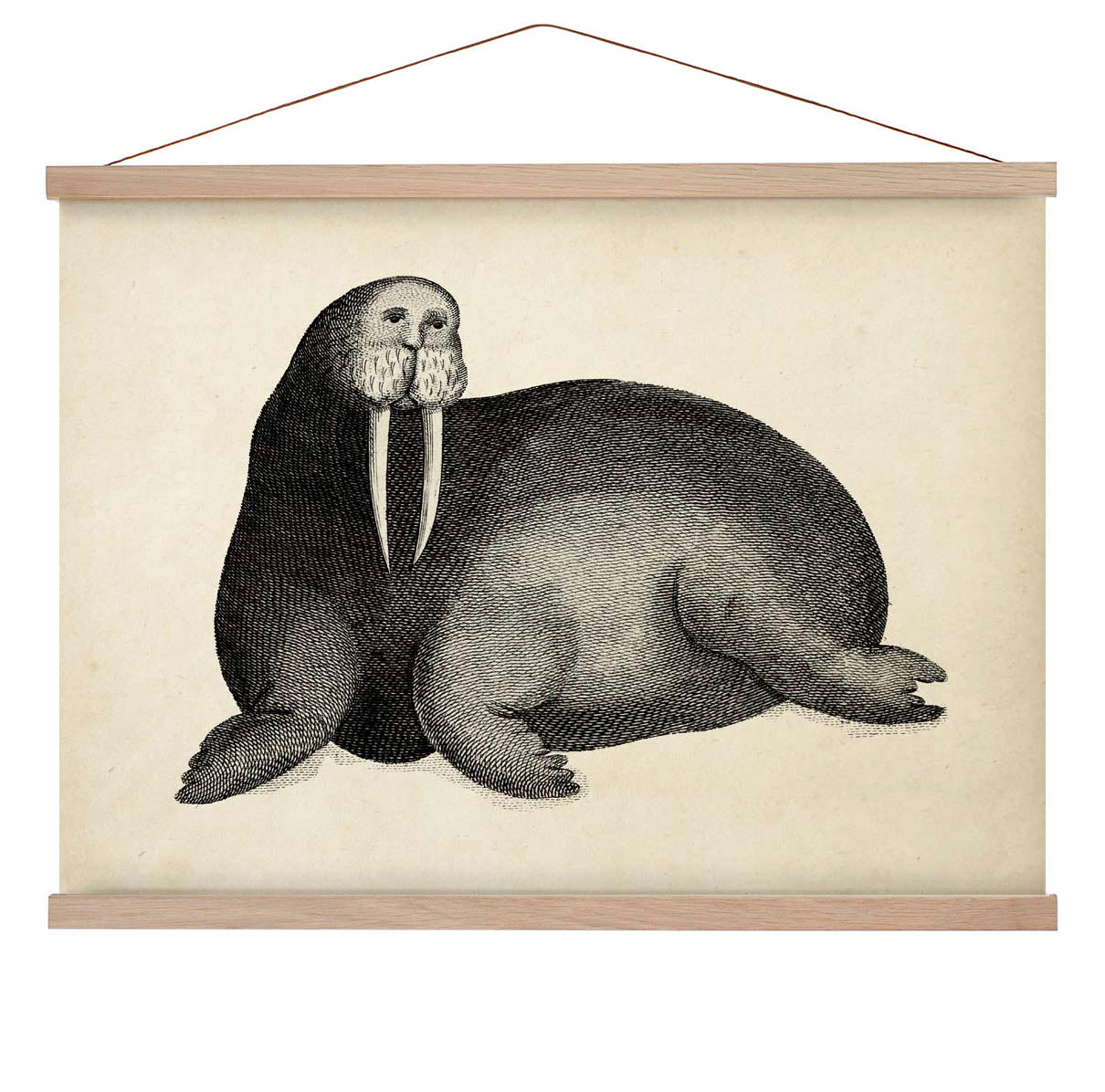 Antique Walrus
