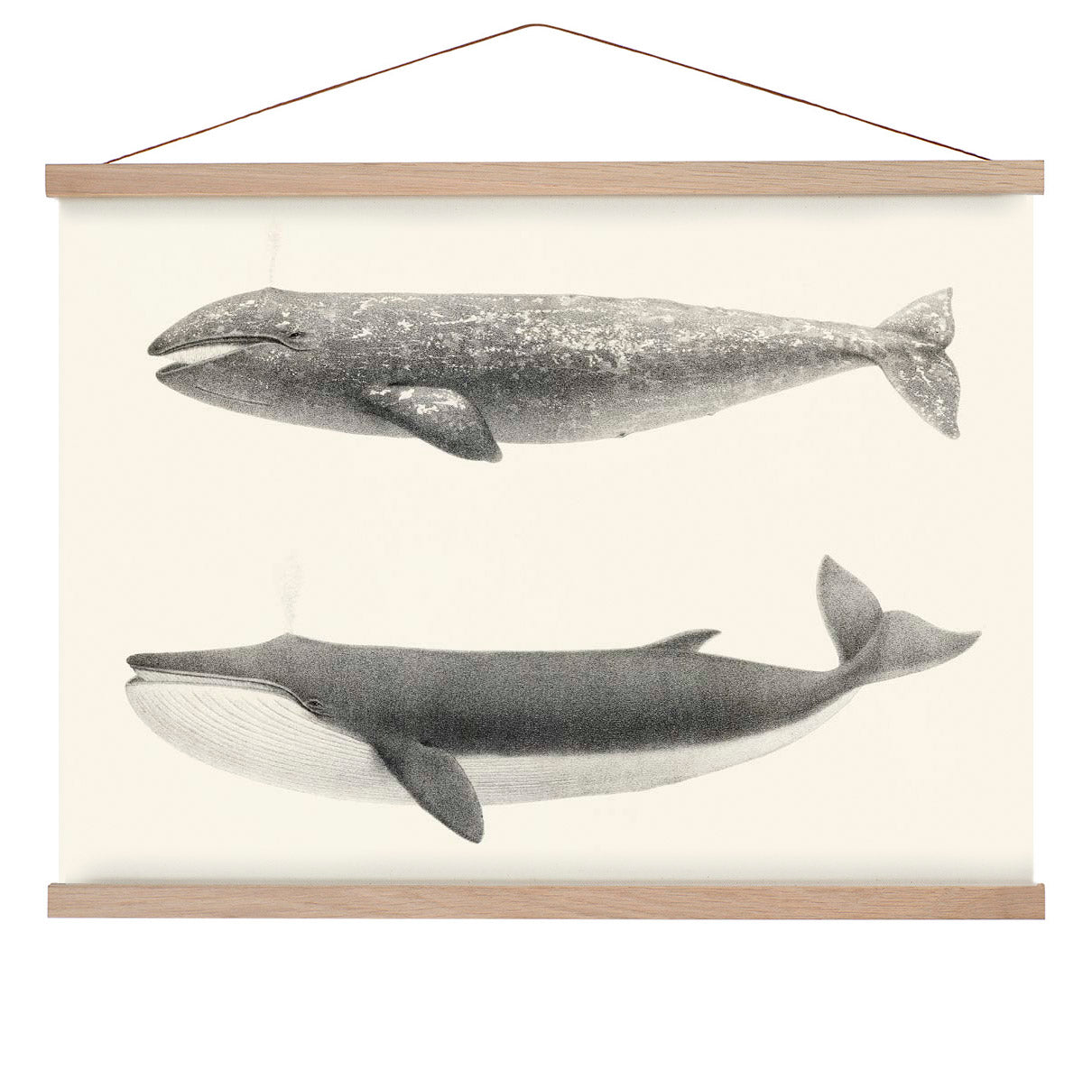 Whale Pintada und Orca