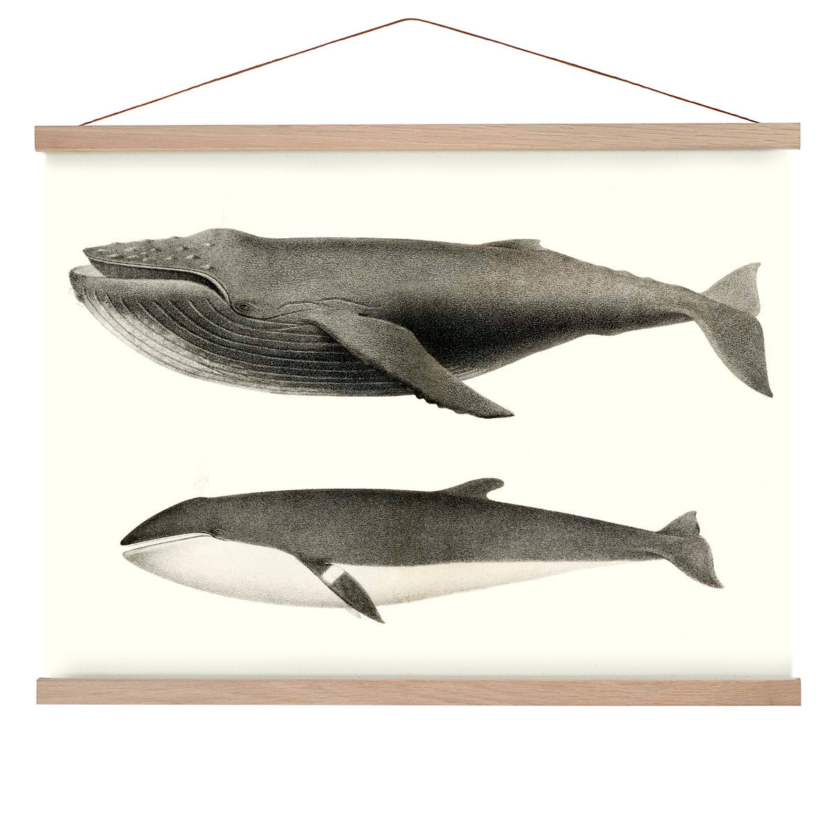 Walweiß und Orca Poster