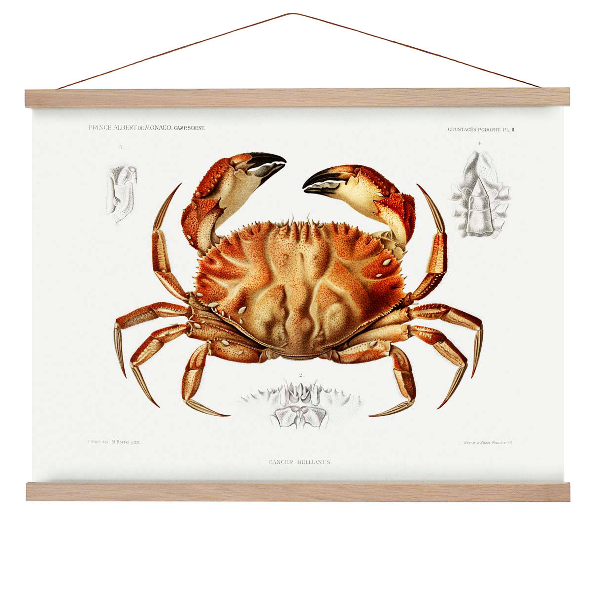 Dungeness Crab